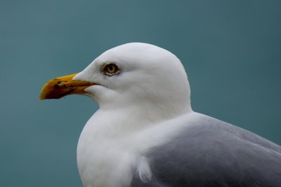 Quoi bis_6810120894_l.jpg